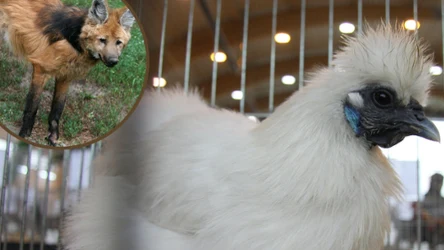 Niektóre gatunki zwierząt nadal budzą zdziwienie