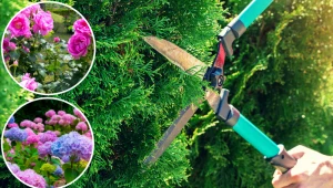 Te rośliny trzeba przyciąć w wakacje. To już ostatni moment