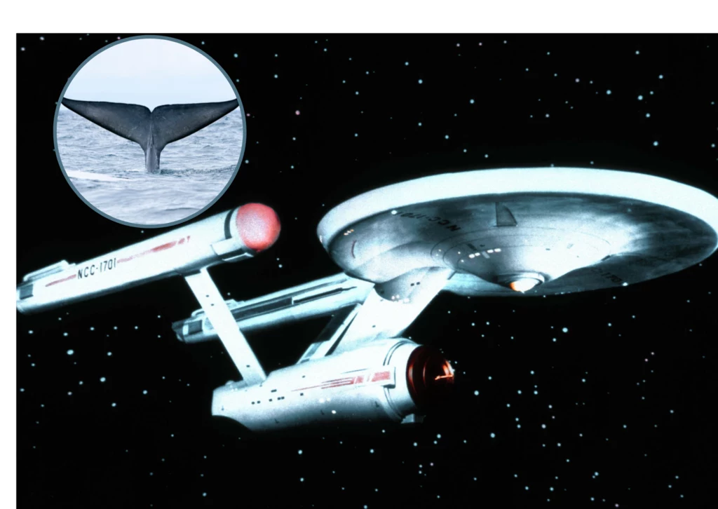 Statek USS Enterprise ze Star Treka i płetwal błękitny (fot. FRANCO BANFI)