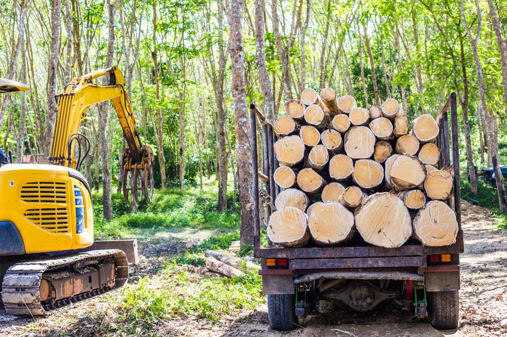 Do Polski trafia nielegalne drewno