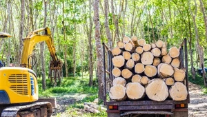 Wielkie problemy Polski z drewnem. Nielegalny import to dopiero początek