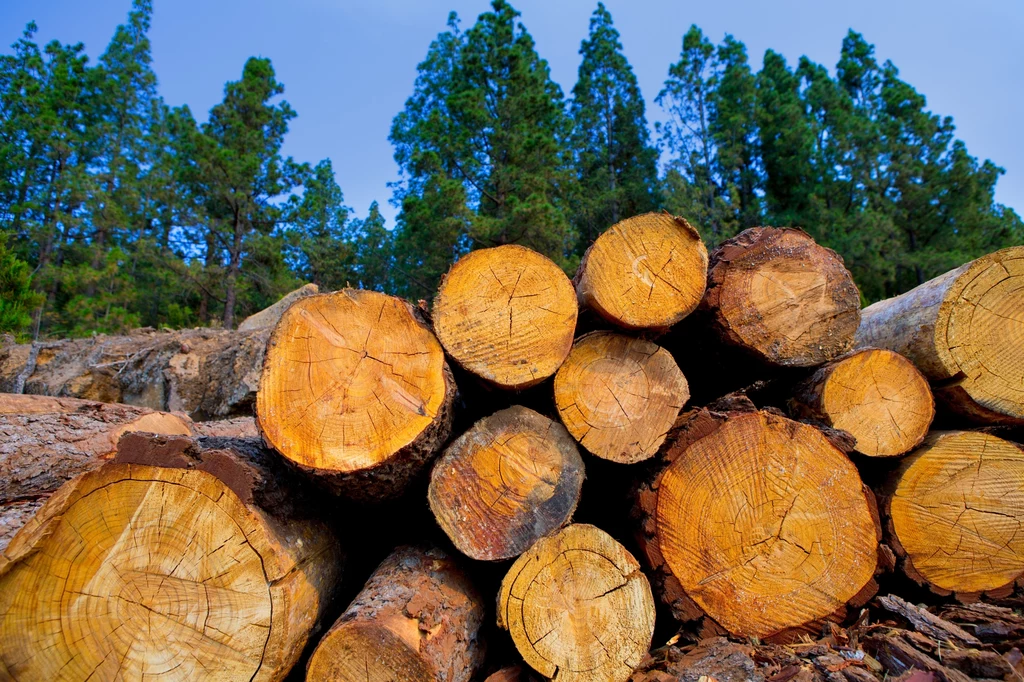 Masowe spalanie drewna na potrzeby energetyczne prowadzi do kryzysu klimatycznego i zaniku bioróżnorodności. 