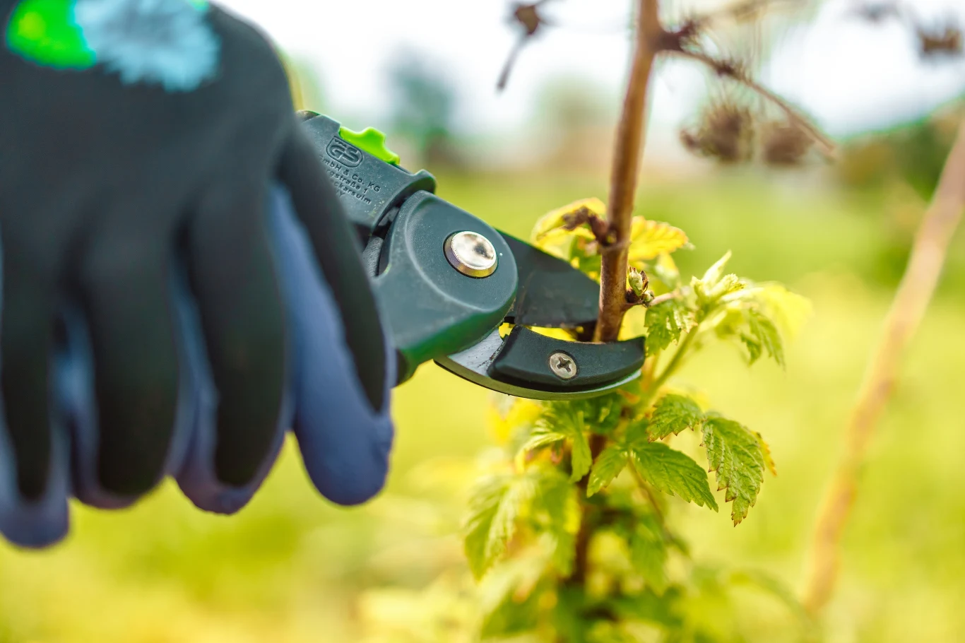 Podcinanie słonecznika szorstkiego nie jest konieczne, ale warto to robić, by roślina lepiej się krzewiła