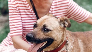 Czym można zarazić się od psa? Oto kilka najczęstszych chorób przenoszonych przez psy