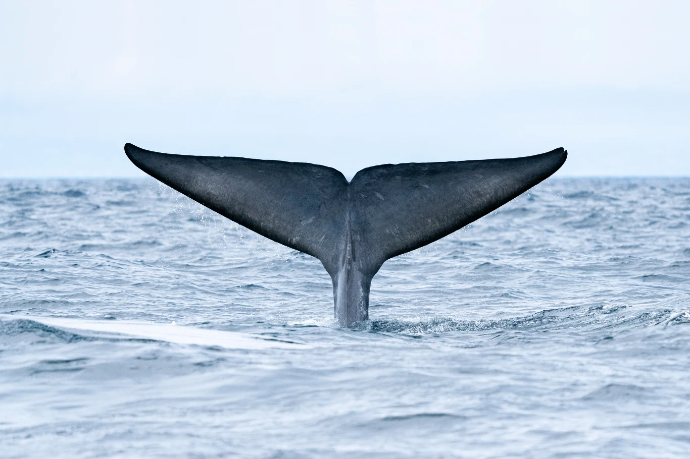 Ogon płetwala błękitnego Ogon płetwala błękitnego