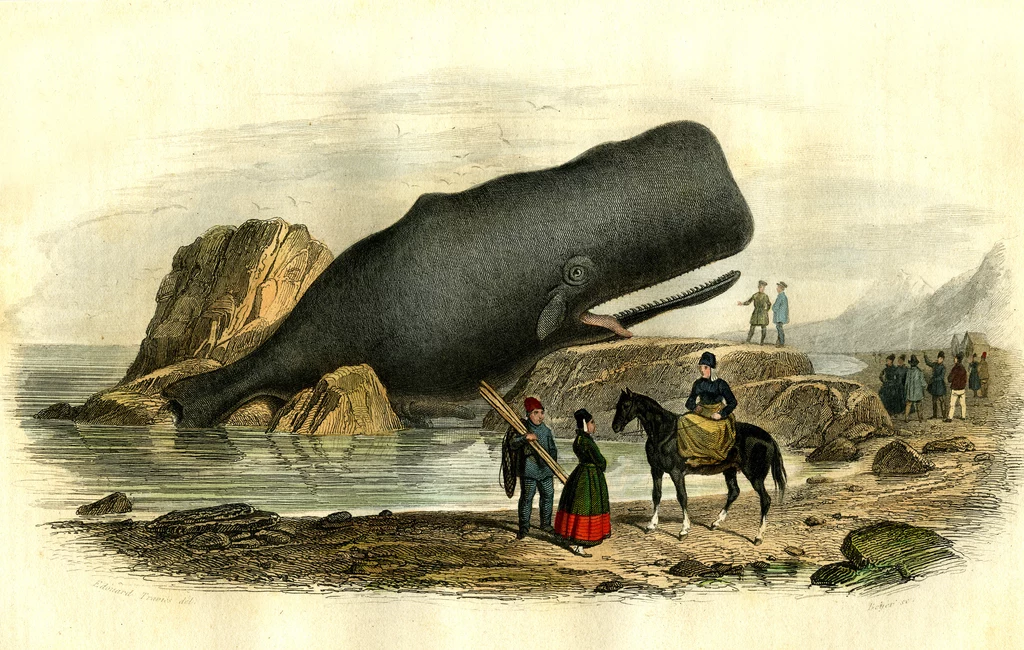 Europejczycy wytrzebili dwa gatunki wielorybów jeszcze w średniowieczu