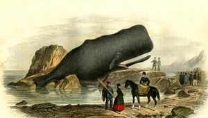 Rzeź wielorybów w średniowieczu. Europejczycy wytępili całe gatunki waleni
