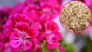 Odłóż jedną łyżkę ze śniadania i podlej pelargonie. Będą kwitły jak nigdy