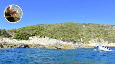 Te zwierzęta spotkasz, chociażby w chorwackim morzu. Ich toksyny są zagrożeniem dla życia