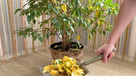 Fikus zaczyna gubić liście w listopadzie. Jak temu zaradzić?