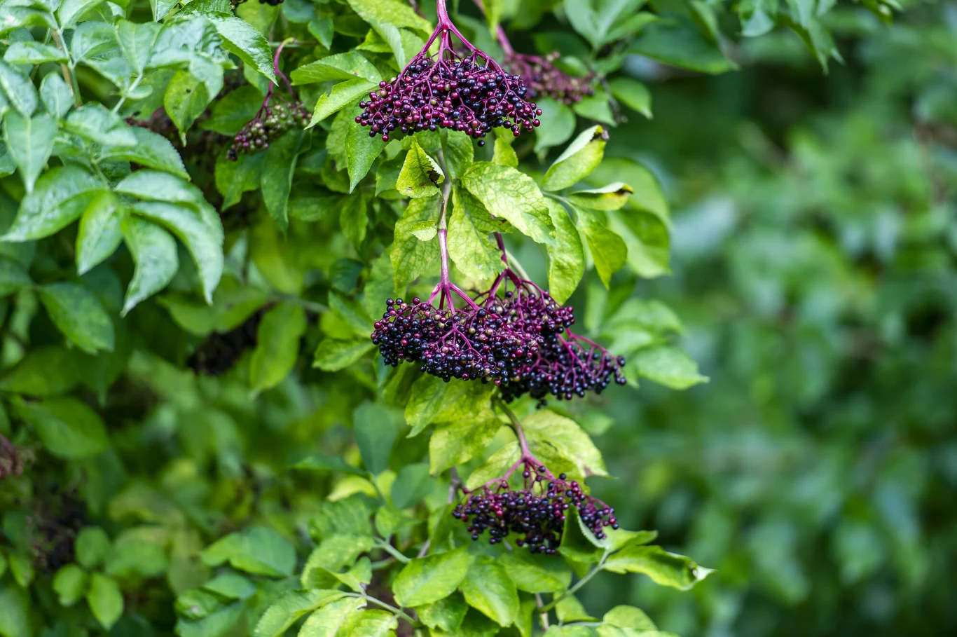 Kiedy i jak zbierać czarny bez? Kiedy i jak zbierać czarny bez?