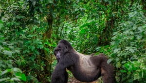 Takie widoki zawdzięczamy Dian Fossey