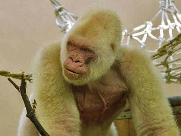 Płatek śniegu, goryl-albinos