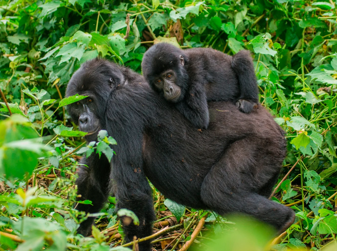 Rodzina goryli górskich