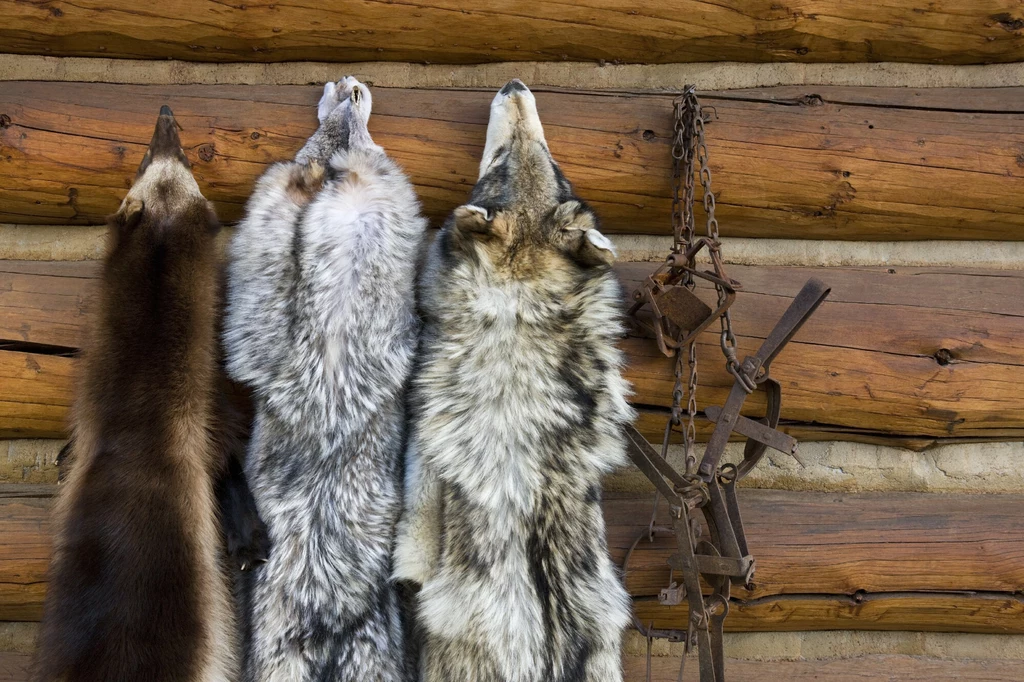 Skóry wilków i rosomaka w USA