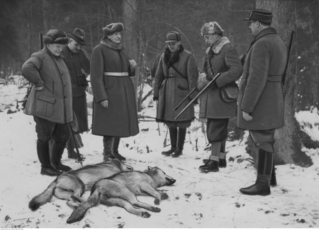 Premier Prus Hermann Goering (pierwszy z lewej), prezydent RP Ignacy Mościcki (trzeci z lewej), gen. Kazimierz Sosnkowski (drugi z prawej) i myśliwi przy upolowanych przez premiera wilkach w Puszczy Białowieskiej, 1937. Źródło: Narodowe Archiwum Cyfrowe