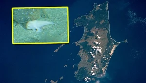 Naukowcy zaobserwowali niedaleko Wyspy Flindersa niezwykle rzadki gatunek