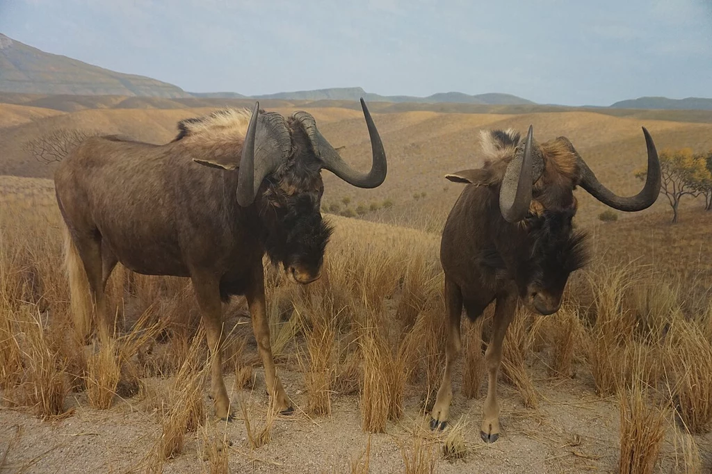 Gnu brunatne na wystawie muzealnej w Milwaukee