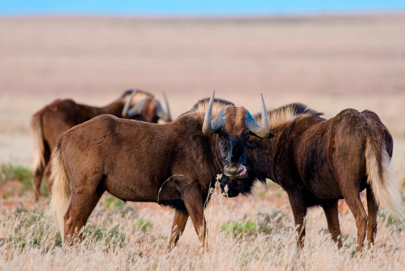 Przywrócone gnu brunatne w Kraju Przylądkowym