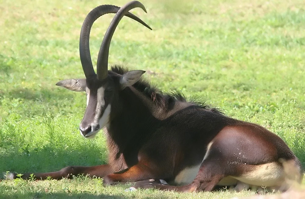 żyjący krewny antylopy modrej - antylopowiec szablorogi