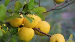 Pigwa nazywana "polską cytryną", owocuje na jesień, a zbiory trwają od września do końca października