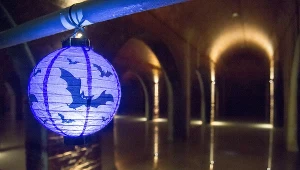 Międzynarodowa Noc Nietoperzy co roku przypada na ostatni weekend sierpnia.