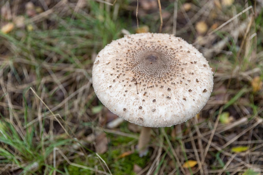 Czubajka kania osiąga wysokość od 15 do nawet 50 cm