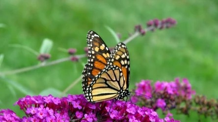 Co symbolizuje motyl w ogrodzie? Ten owad ma silne znaczenie symboliczne
