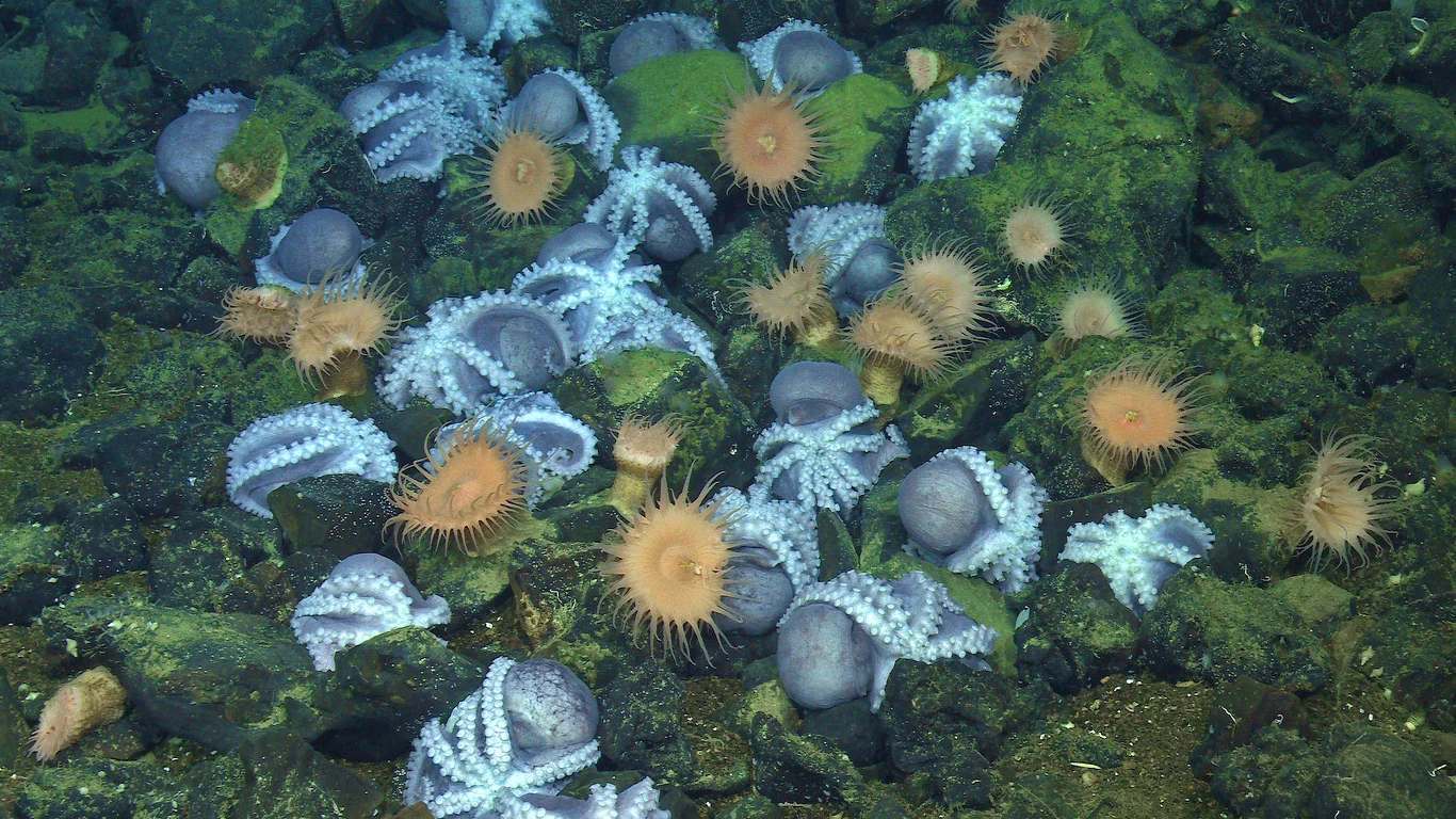 Naukowcy zaobserwowali na dnie oceanu niezwykłe skupisko ośmiornic Naukowcy zaobserwowali na dnie oceanu niezwykłe skupisko ośmiornic