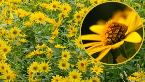 Ta roślina to lep na motyle. Kwitnie długo i jest mrozoodporna