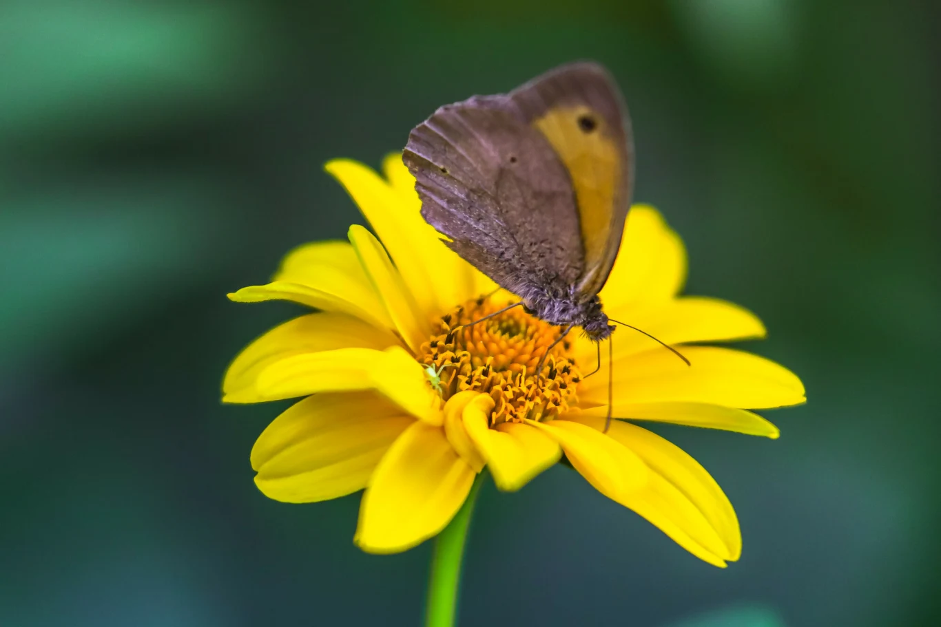 Słonecznik szorstki to roślina - lep na motyle