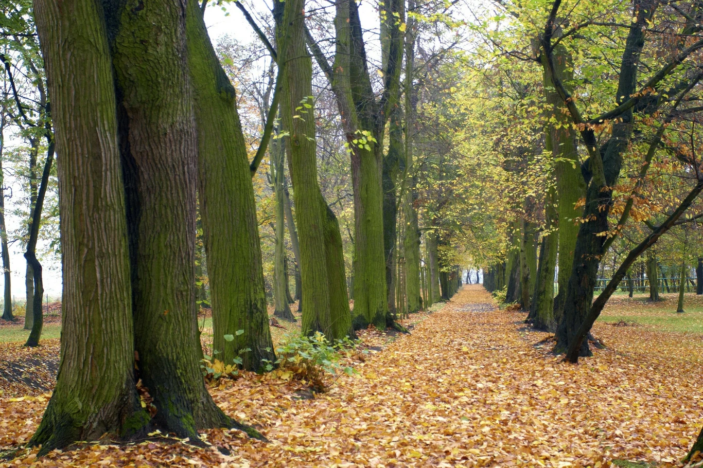 Park w Rokosowie został założony jeszcze przed II wojną światową Park w Rokosowie został założony jeszcze przed II wojną światową
