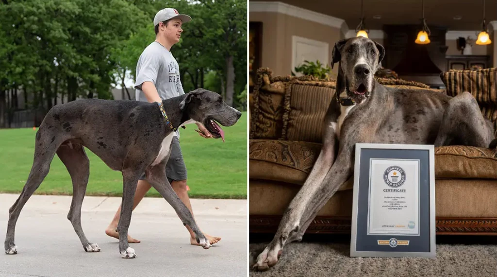 Dog niemiecki Zeus to obecnie największy pies na świecie. 