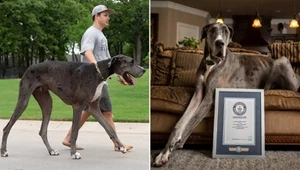 Dog niemiecki Zeus to obecnie największy pies na świecie. 