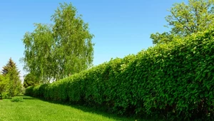 To już ostatni moment na ten zabieg w ogrodzie. Zminimalizujesz ryzyko prześwitów