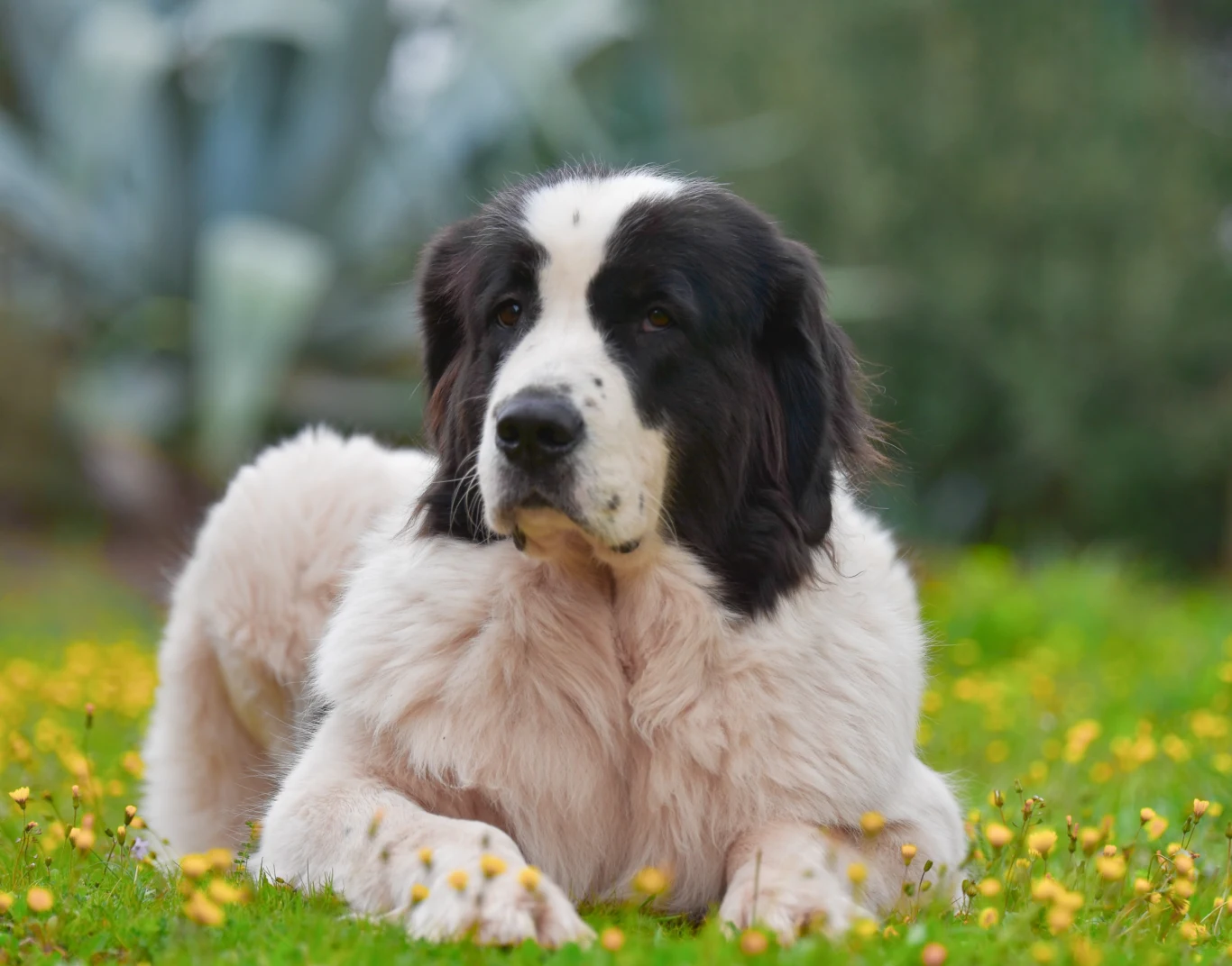 Landseer Landseer