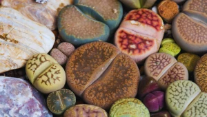 Zasadź w doniczce zamiast pelargonii. Żywe kamienie przyniosą ci szczęście