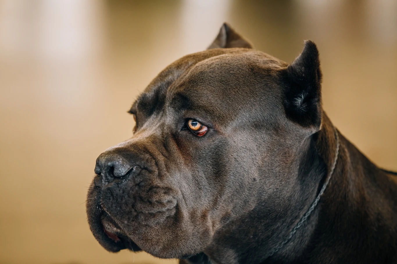 Cane corso Cane corso