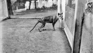 Młody samiec wilkowóra tasmańskiego w zoo w Hobart na zdjęciu wykonanym 1 stycznia 1928 r. przez Benjamina A. Shepparda. Zwierzę zmarło dzień po sfotografowaniu 