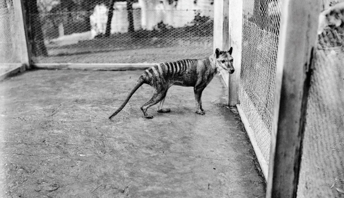 Młody samiec wilkowóra tasmańskiego w zoo w Hobart na zdjęciu wykonanym 1 stycznia 1928 r. przez Benjamina A. Shepparda. Zwierzę zmarło dzień po sfotografowaniu 