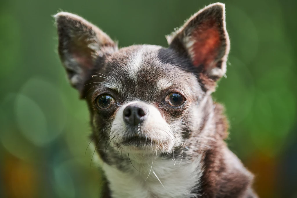 Chihuahua to najmniejsza rasa psów.