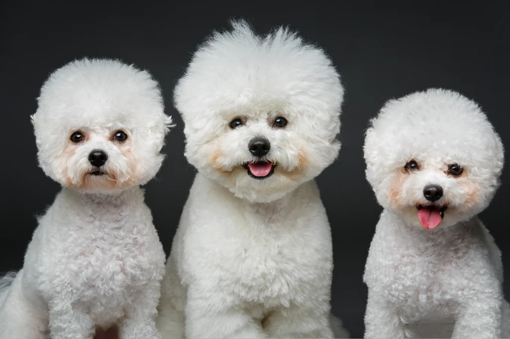 Bichon frise