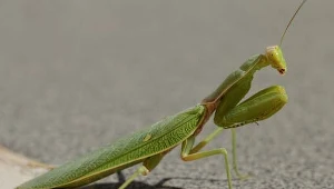 Modliszki "atakują" w Poznaniu. Ekspert uspokaja