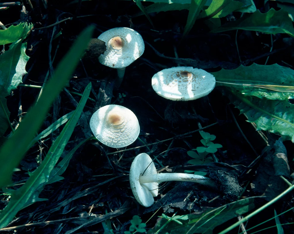 Czubajeczka cuchnąca (Lepiota cristata)