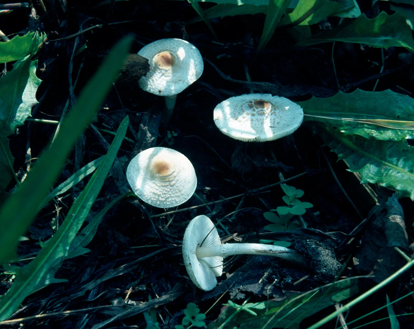 Czubajeczka cuchnąca (Lepiota cristata) Czubajeczka cuchnąca (Lepiota cristata)