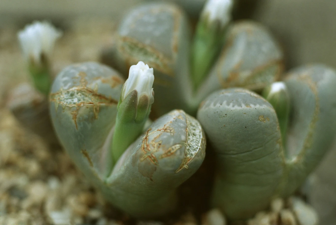 Kwiaty litopsów wyrastają w szczelinach między żywymi kamieniami