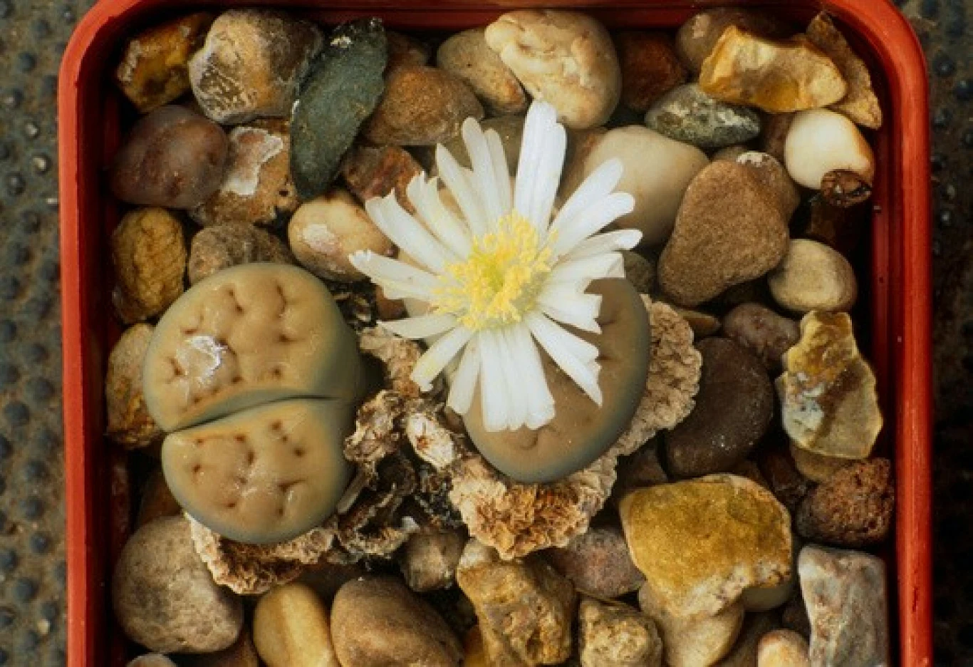 Zakwitający litops w donicy