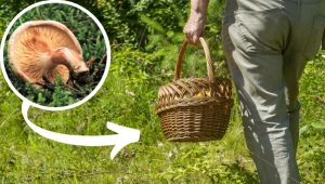Te grzyby są popularne wśród Polaków, a są... trujące! Sprawdź, czy ich nie zbierasz
