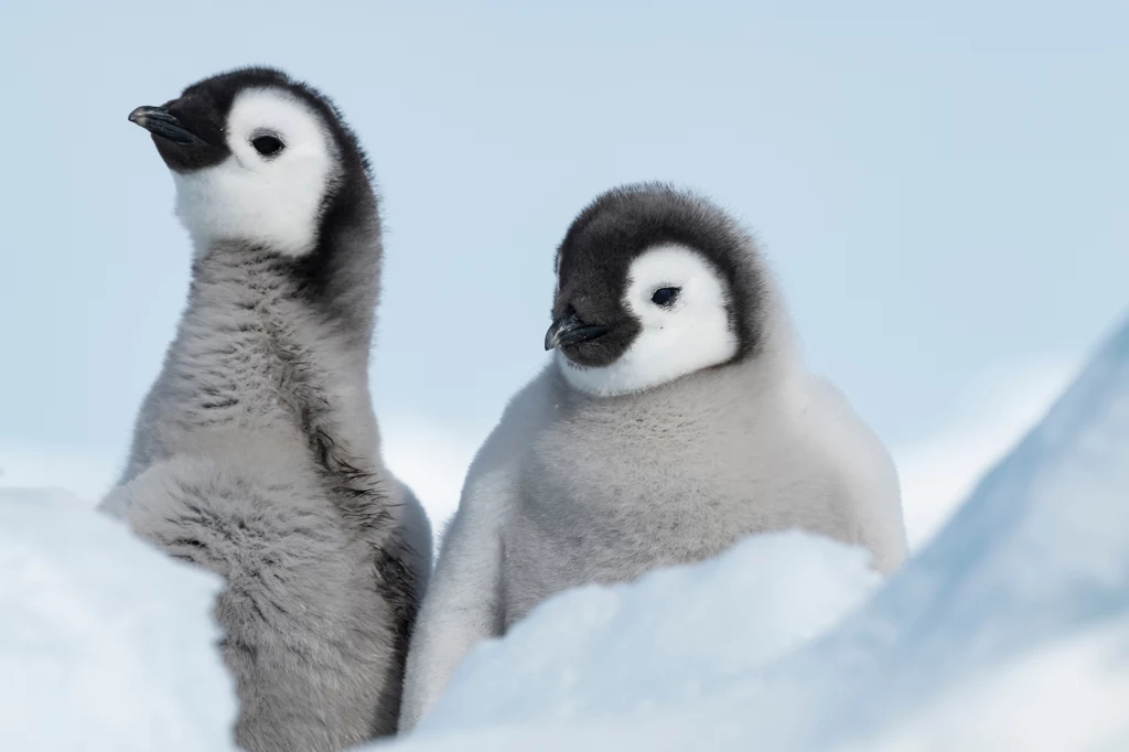 Małe pingwiny nie mają wodoodpornych piór. Jeśli wpadną do wody, mogą umrzeć. 