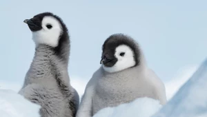 Umierają tysiące pingwinów. Na Antarktydzie jest za mało lodu